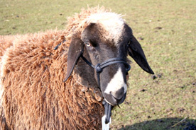 Schafbock Toni mit Horsemanhalfter